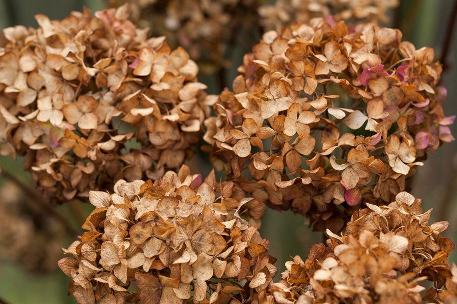Brown Hydrangea Flower seeds for Planting - Seasonal Bloomer, Heirloom & GMO Free Seeds for Home Garden
 
 Sale seeds for home garden