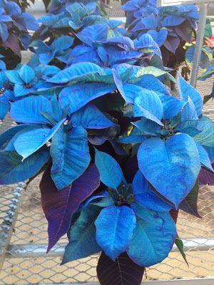 Colorful Charm With Blue Poinsettia Plant Seeds For Unique Planting Flower