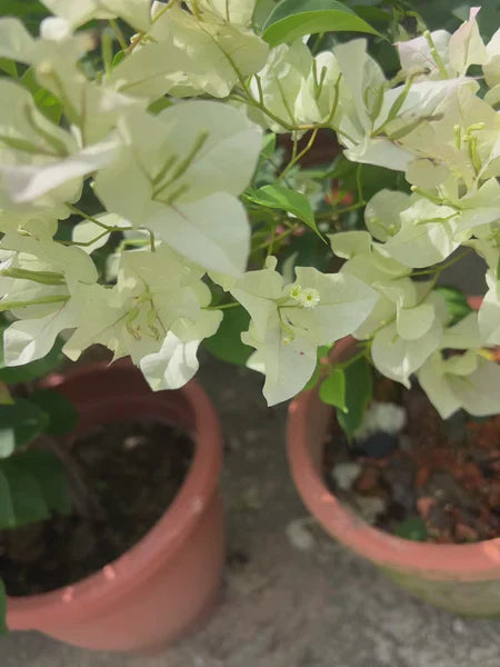 Green (Green Bougainvillea) seeds for planting in home garden