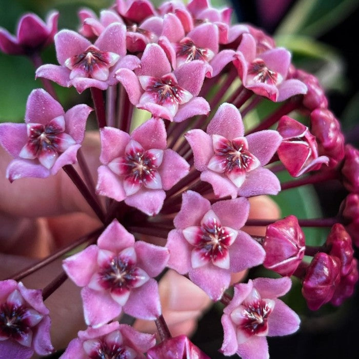 Hoya Carnosa Flower Seeds For Planting: Light Purple Blooms Striking Gardens