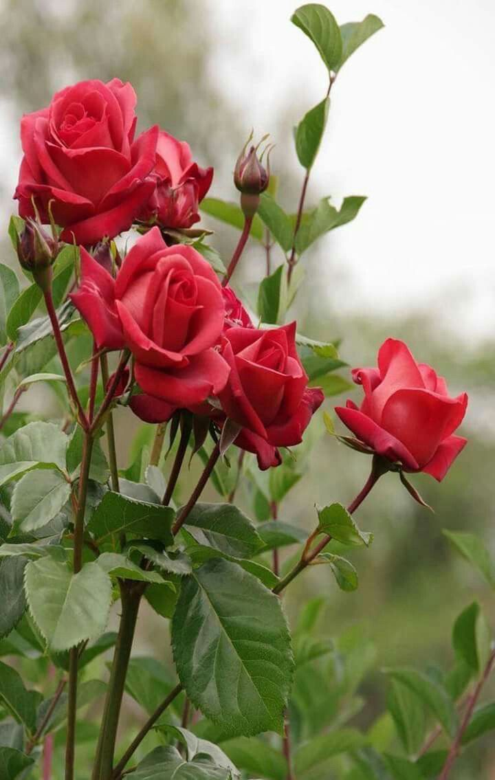 Timeless Beauty Rose Flower Seeds For Planting