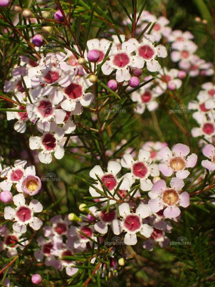 White Chamelaucium Uncinatum Flower Seeds Planting