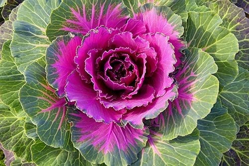 Red Brassica Oleracea Flower Seeds For Planting