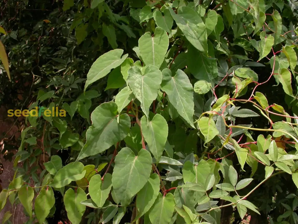 Fallopia Multiflora Seeds For Easy Planting