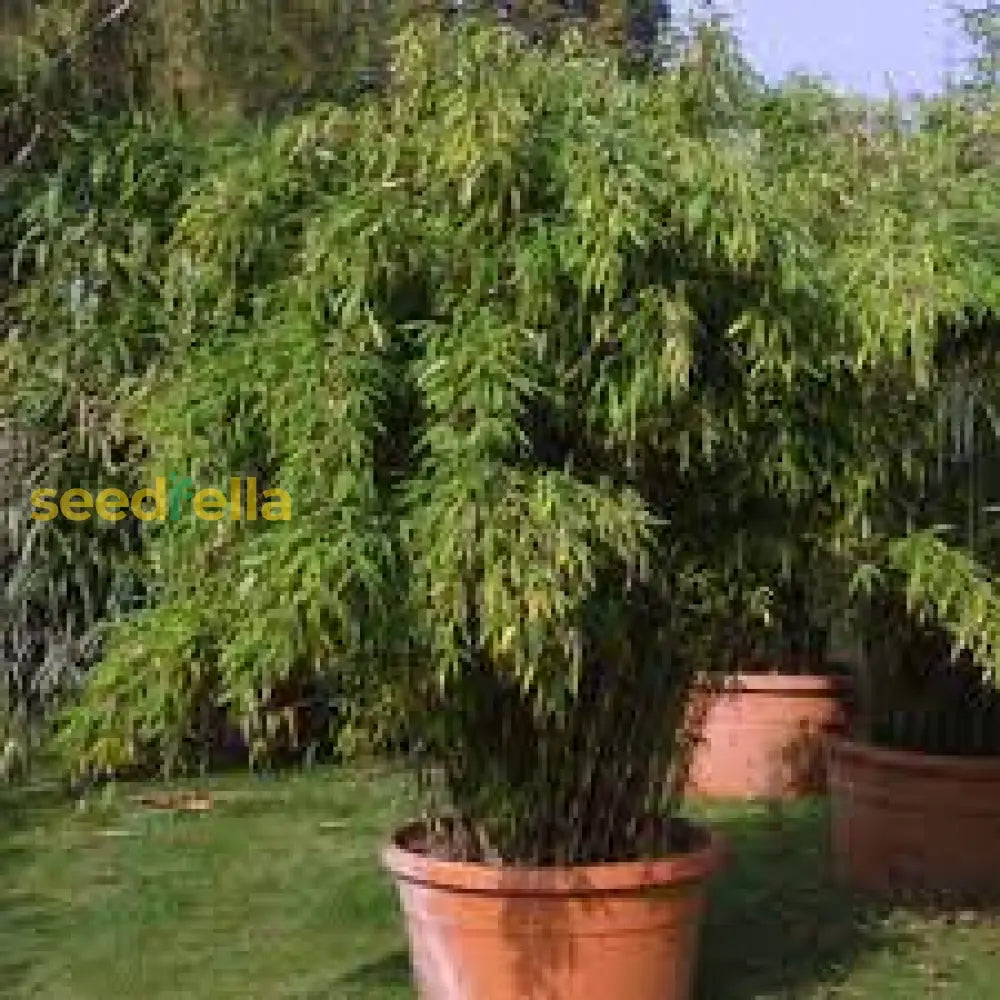 Fargesia Bamboo Seeds For Planting Flower