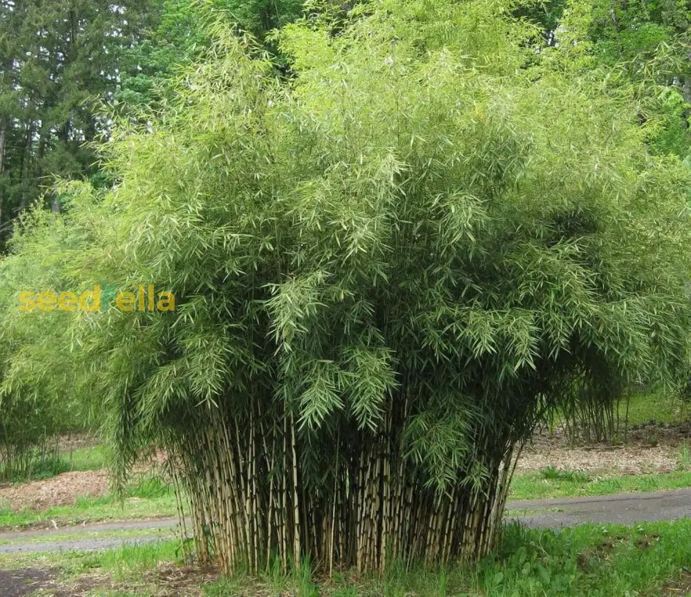 Fargesia Bamboo Seeds For Planting Flower