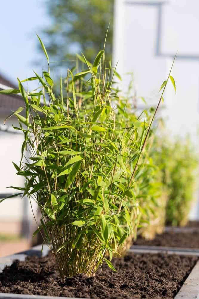 Fargesia Bamboo seeds for borders and garden beds
