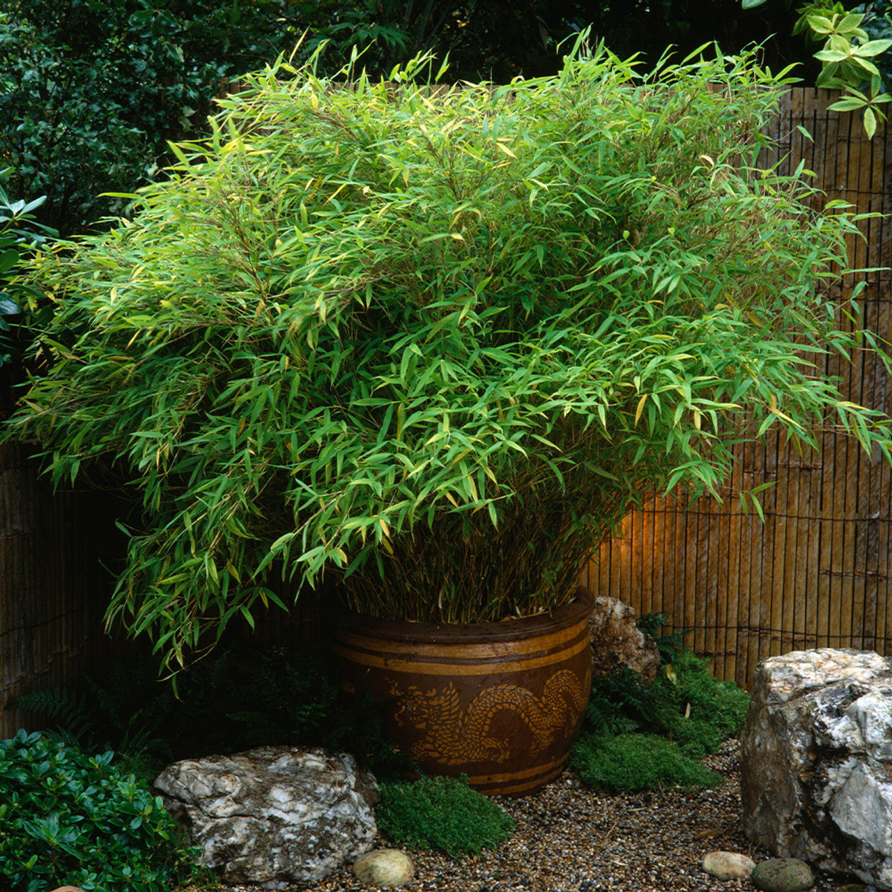 Fargesia Bamboo tree seeds for dense garden growth
