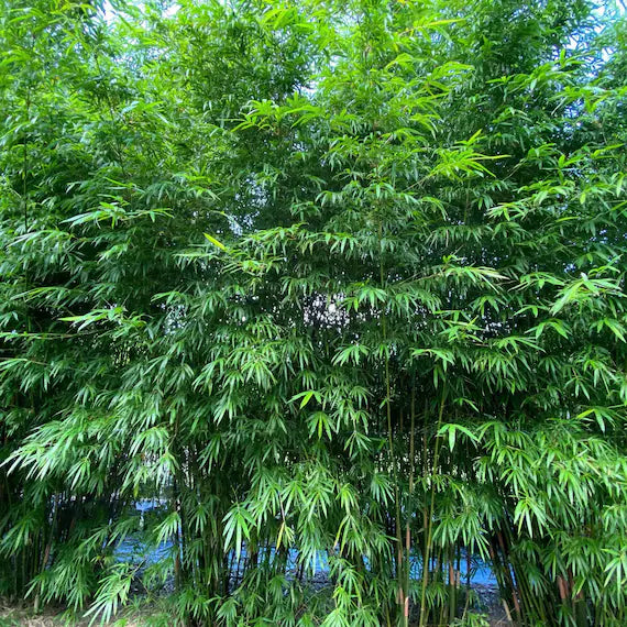 Easy to grow Fargesia Bamboo seeds for containers and hedges
