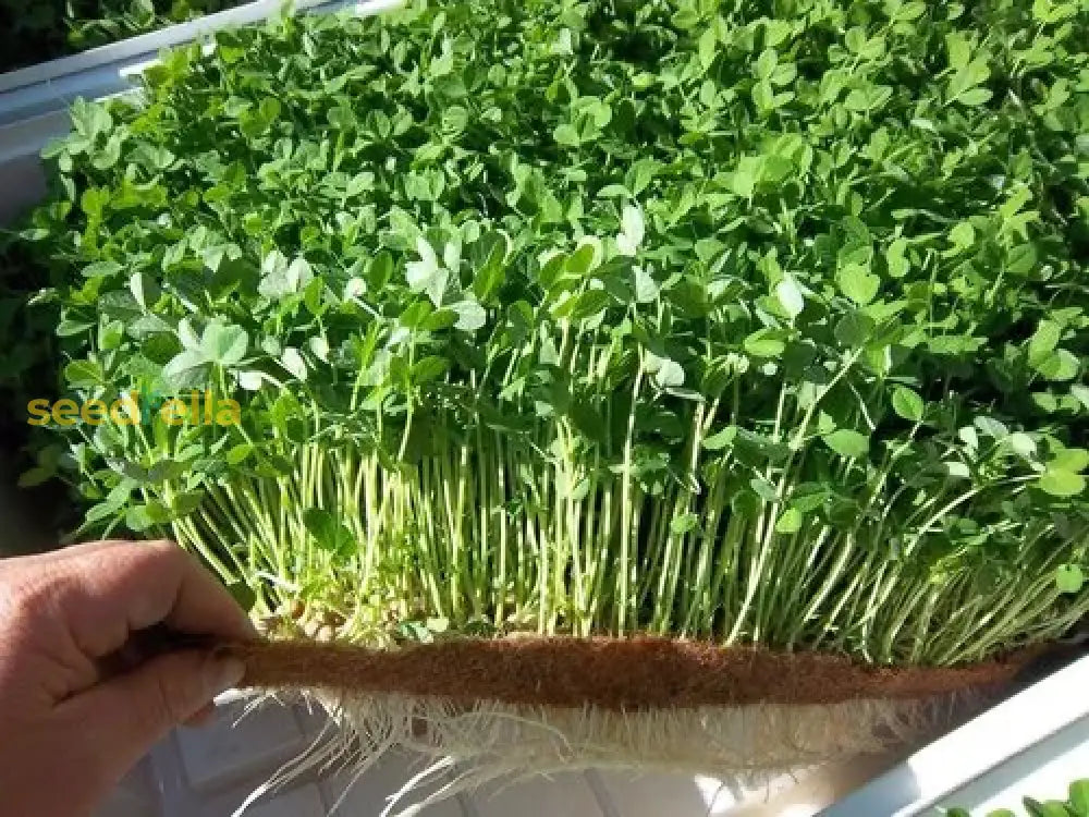 Fast growing arugula garden seeds