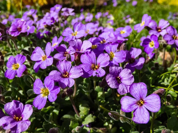 Fast Growing Aubrieta Seeds