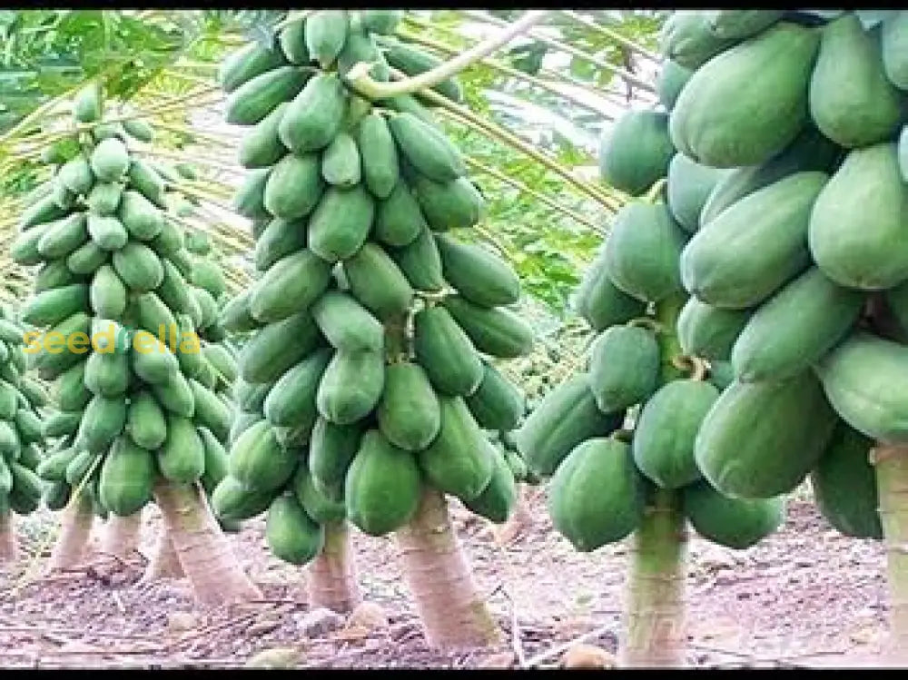 Fast-Growing Papaya Planting Seeds For Home Gardens Fruit