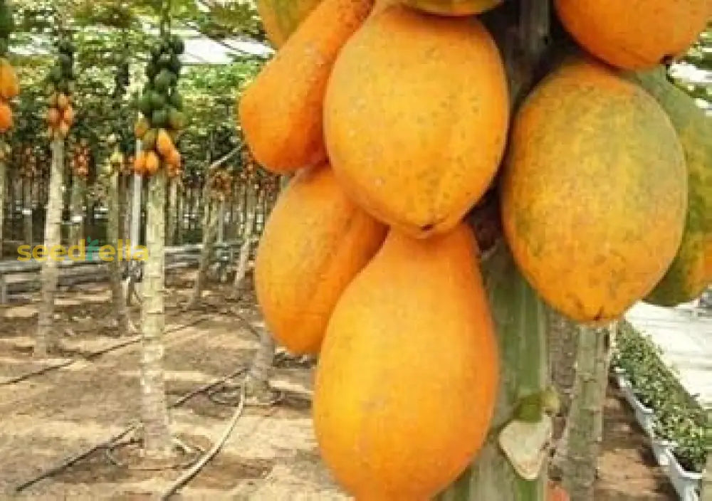 Fast-Growing Papaya Planting Seeds For Home Gardens Fruit