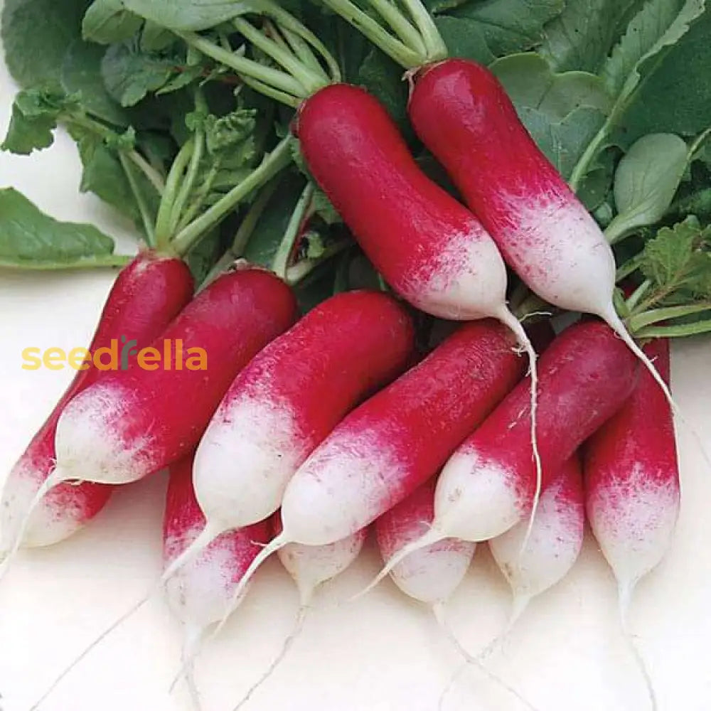 Fast growing radish seed pack for beginners
