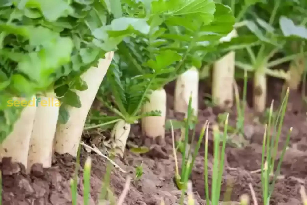Fast-growing radish seeds for gardens