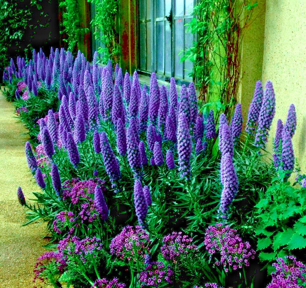 Bright Blue Fastuosum seeds for long-lasting flowering
