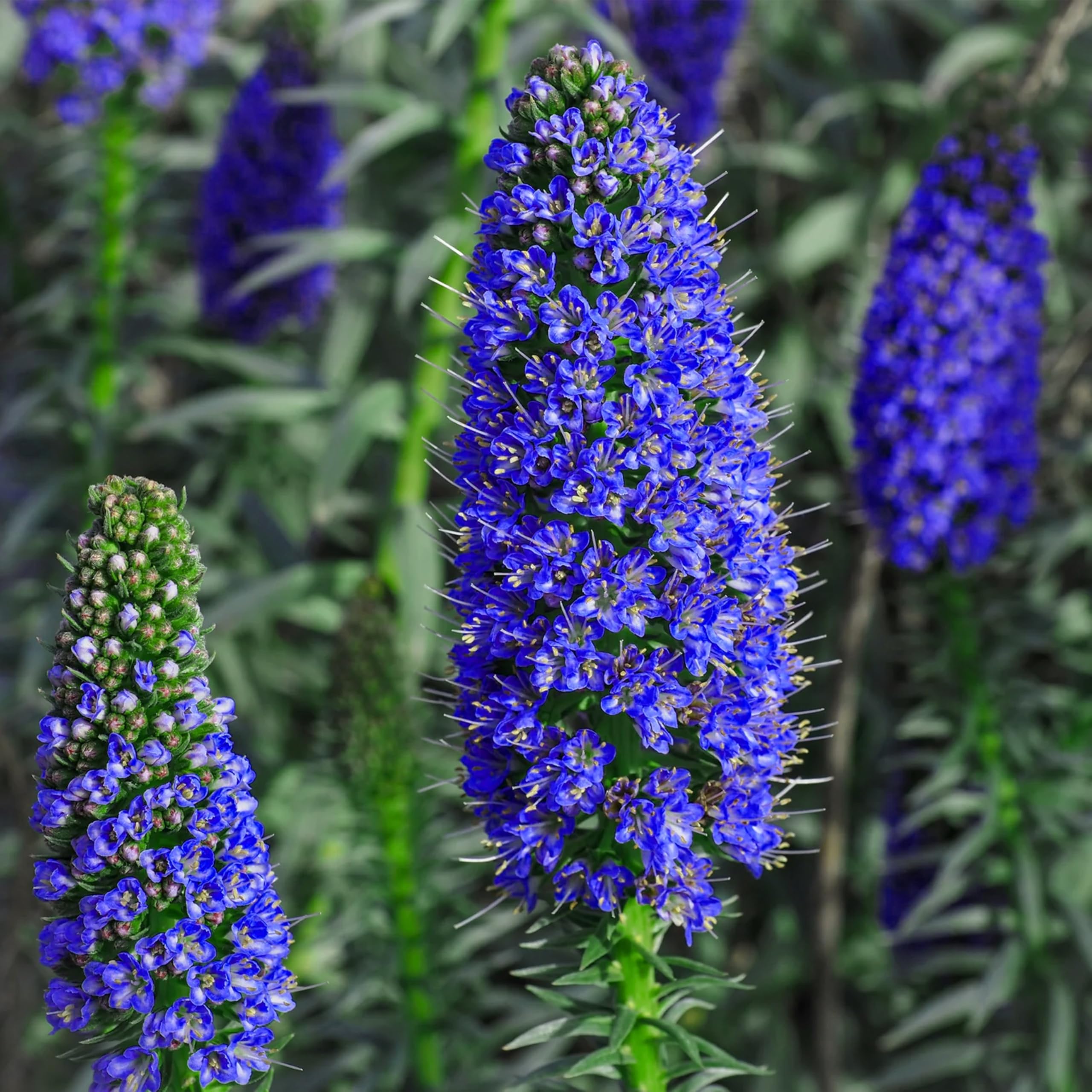 Blue Fastuosum seeds for borders and garden beds
