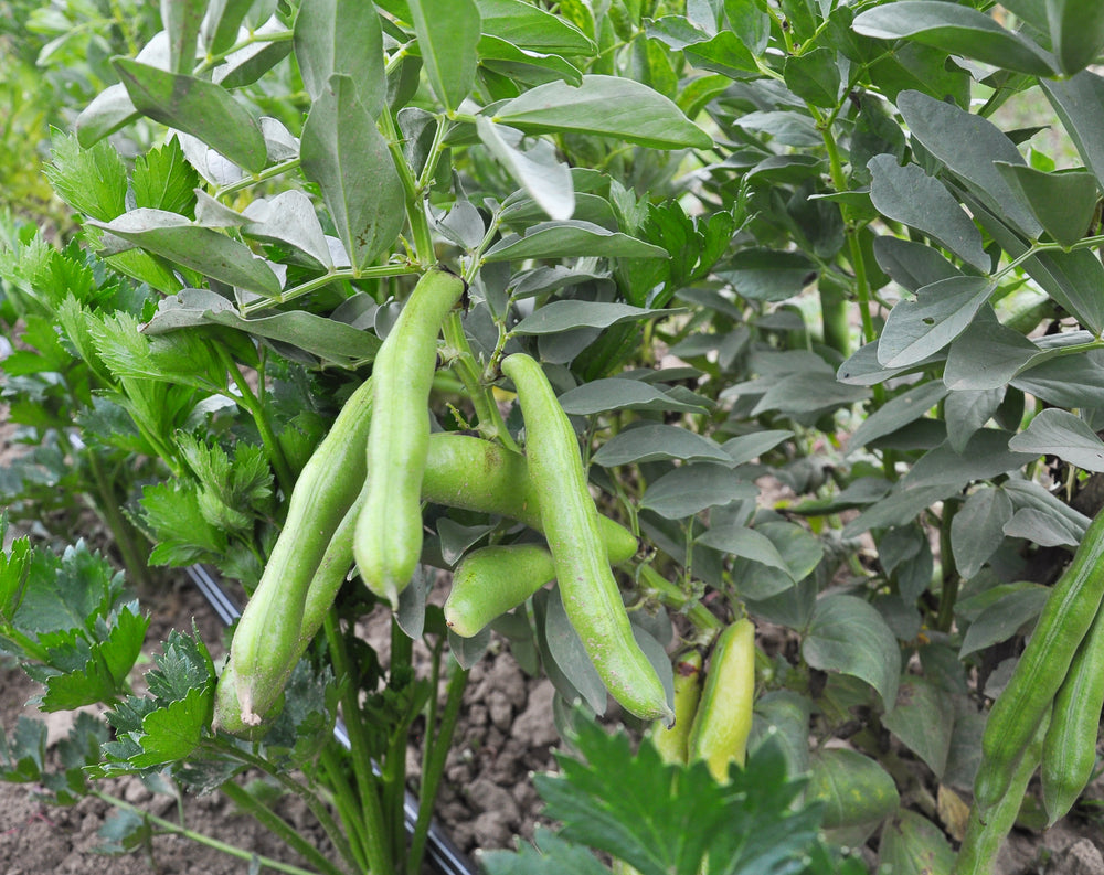 Harvest-ready Fava Bohnen pods from seeds