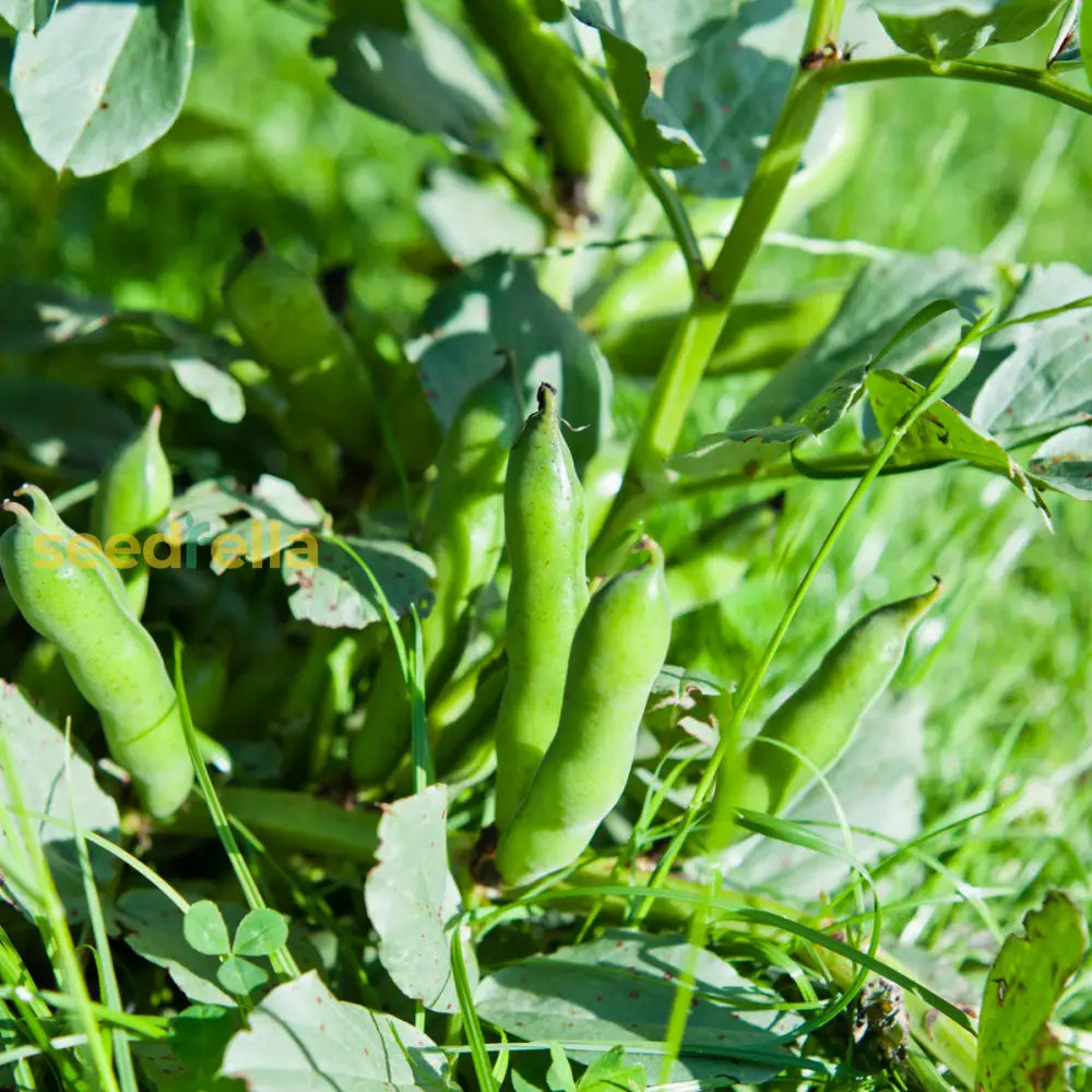 Fava Bohnen Seeds For Planting Vegetable Seeds