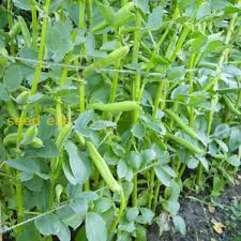 Fava Bohnen Seeds For Planting Vegetable Seeds