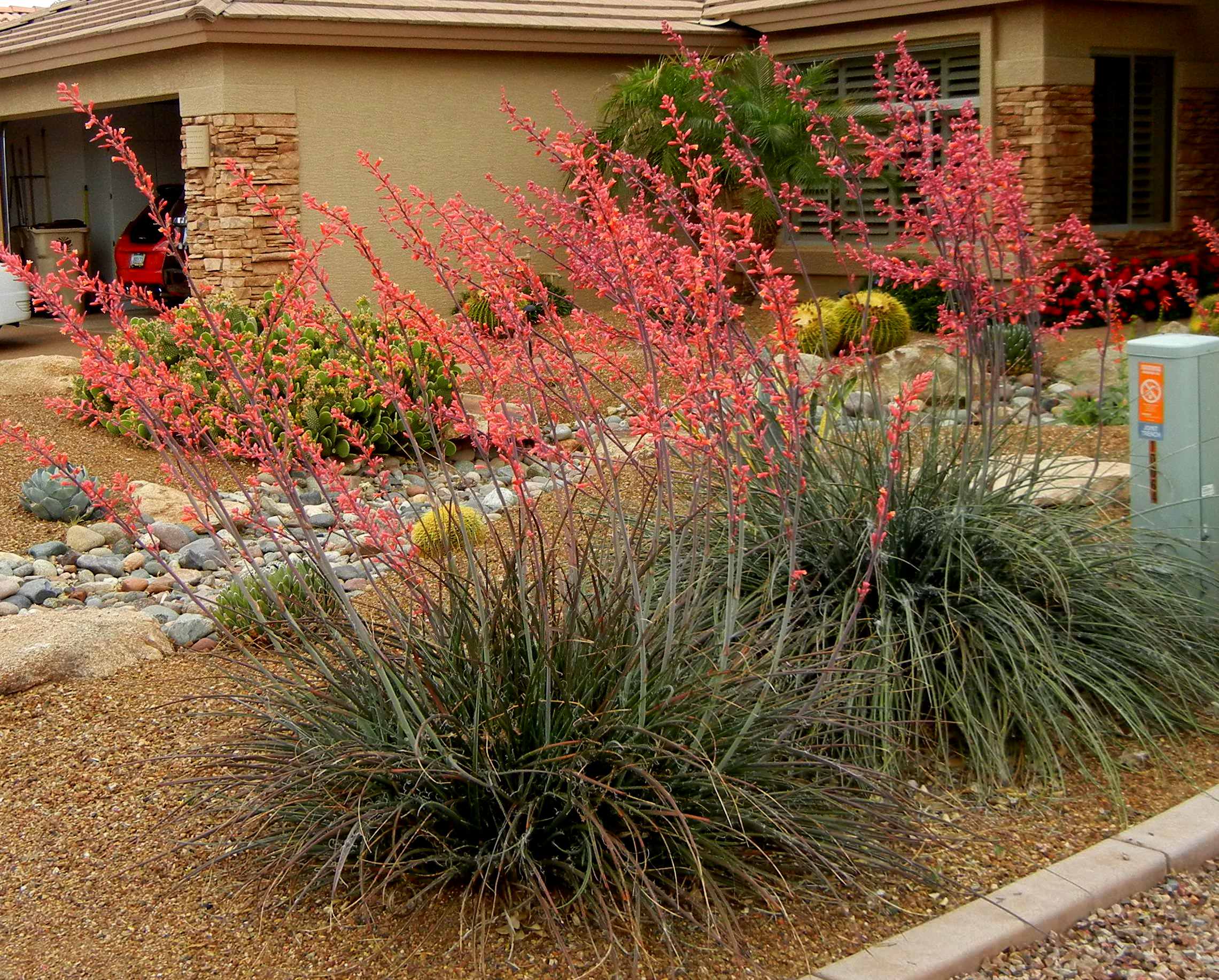 Yucca Planting Flower Seeds For Desert Red