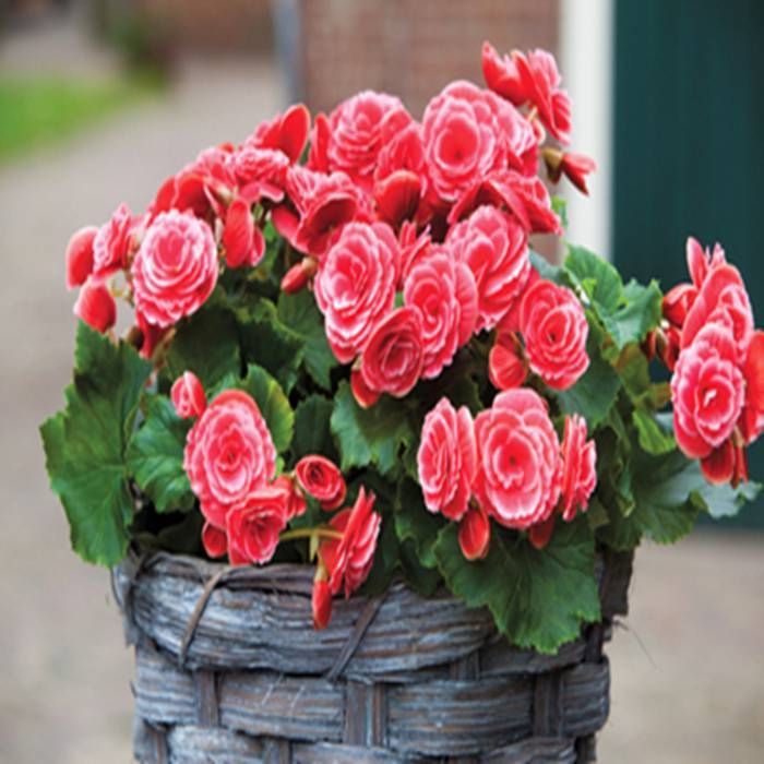 Begonia Flower Seeds Planting Colorful Blooms