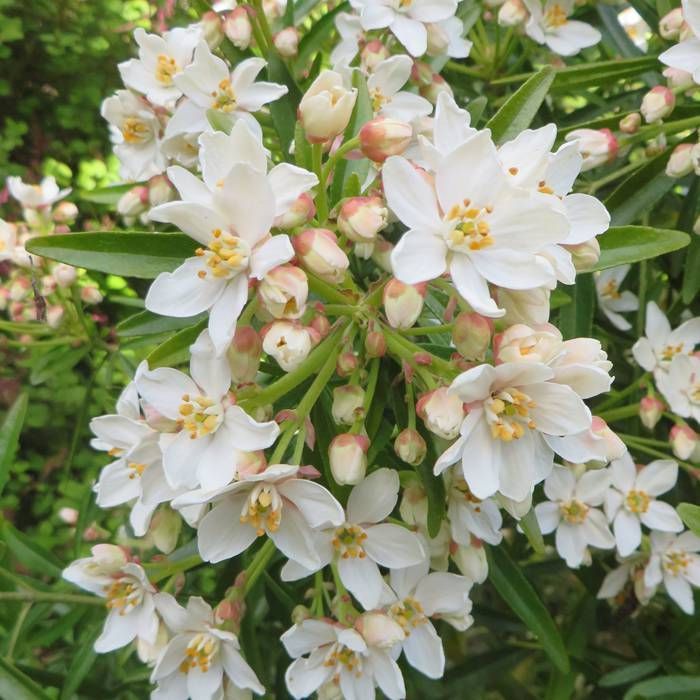 Aztec Pearl Flower seeds for Planting Pollinator Friendly Heirloom & GMO Free Seeds for Home Garden 
 
 Sale seeds for home garden planting