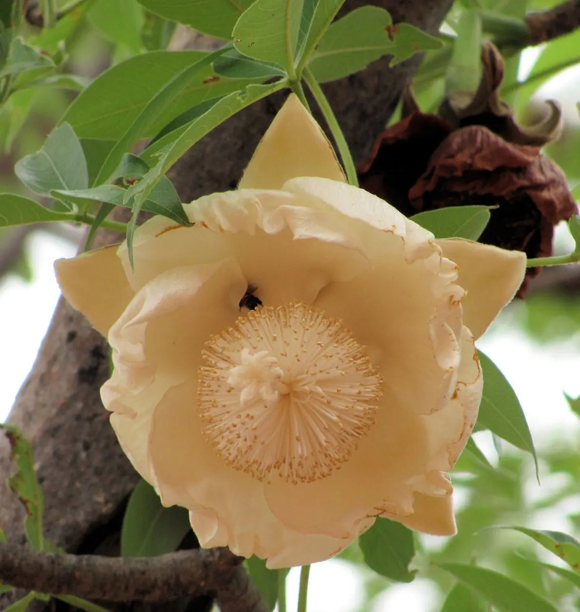 Adansonia (Adansonia Digitata) seeds for planting in home garden