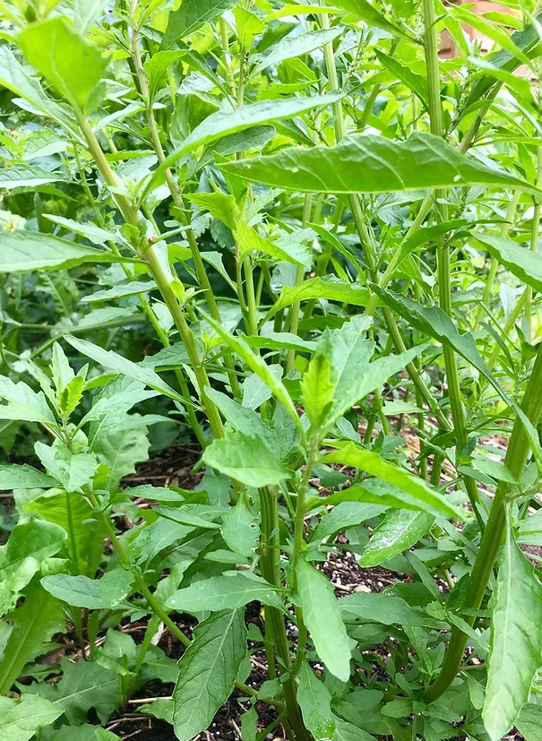 Epazote (Organic) Seeds (Dysphania ambrosioides)