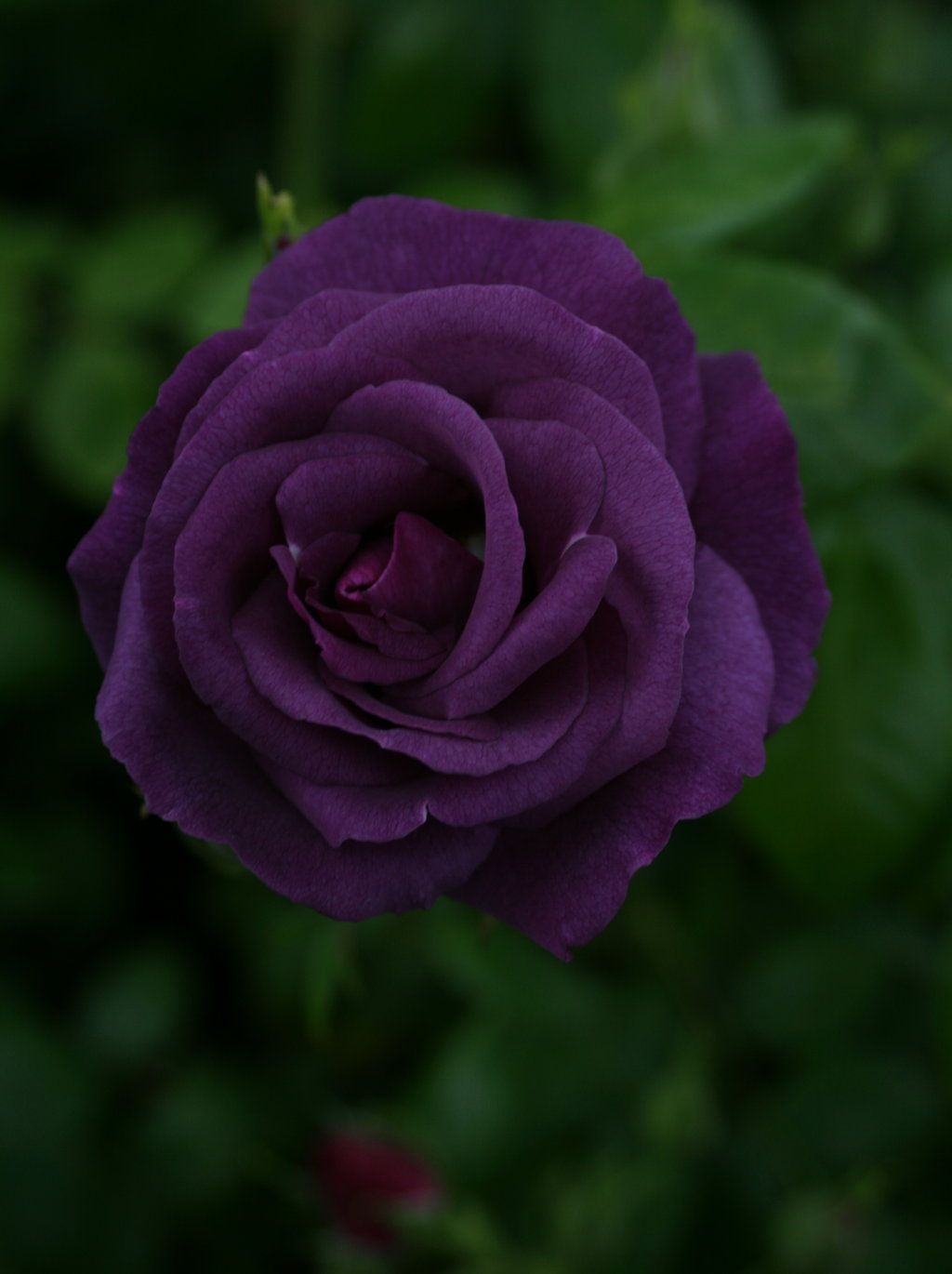 Dark Violet Rose Seeds For Planting - Grow Stunning Roses In Your Garden