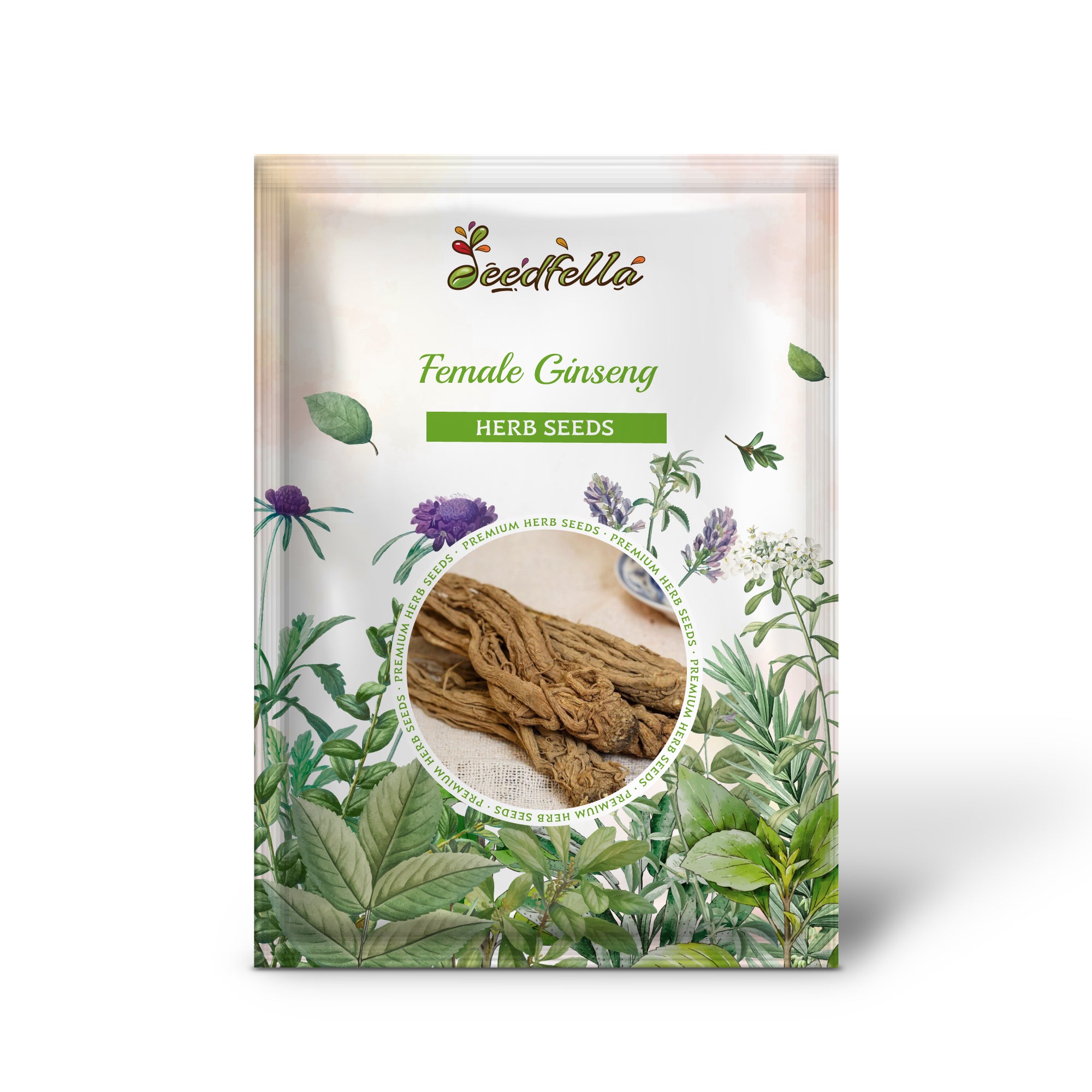 Female Ginseng Angelica sinensis Dong Quai herb seeds for planting