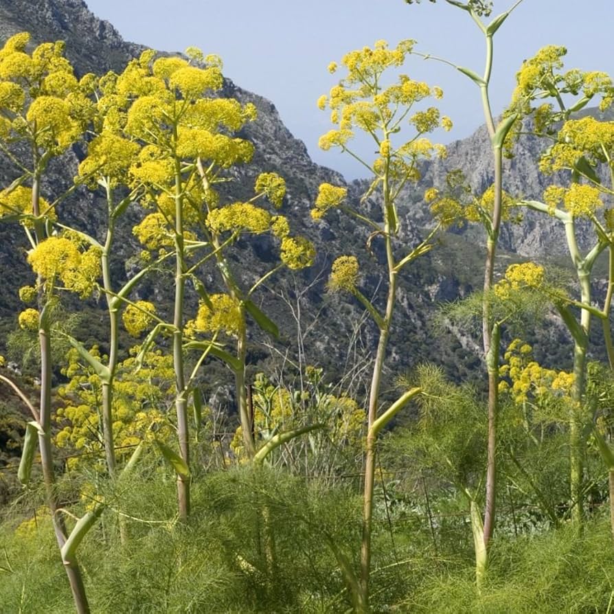 Giant Fennel seedlings emerging in garden soil
