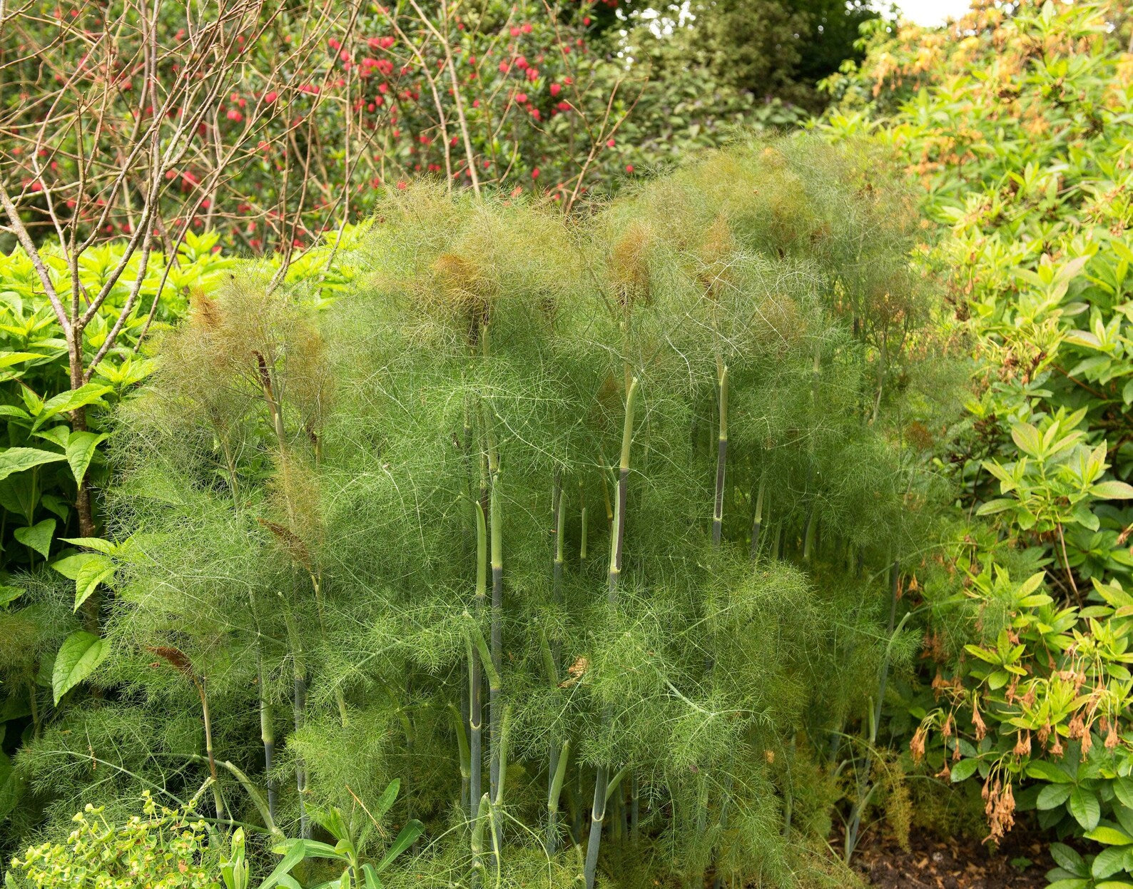 Bronze Fennel seeds Foeniculum vulgare ornamental plant