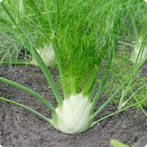 Florence Fennel seeds Foeniculum vulgare azoricum bulb-forming plant