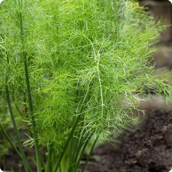 Grosfruchtiger Fennel seeds Foeniculum vulgare bulb-forming plant