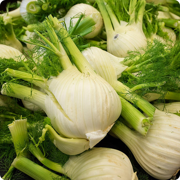 Perfection Fennel seeds Foeniculum vulgare bulb-forming plant
