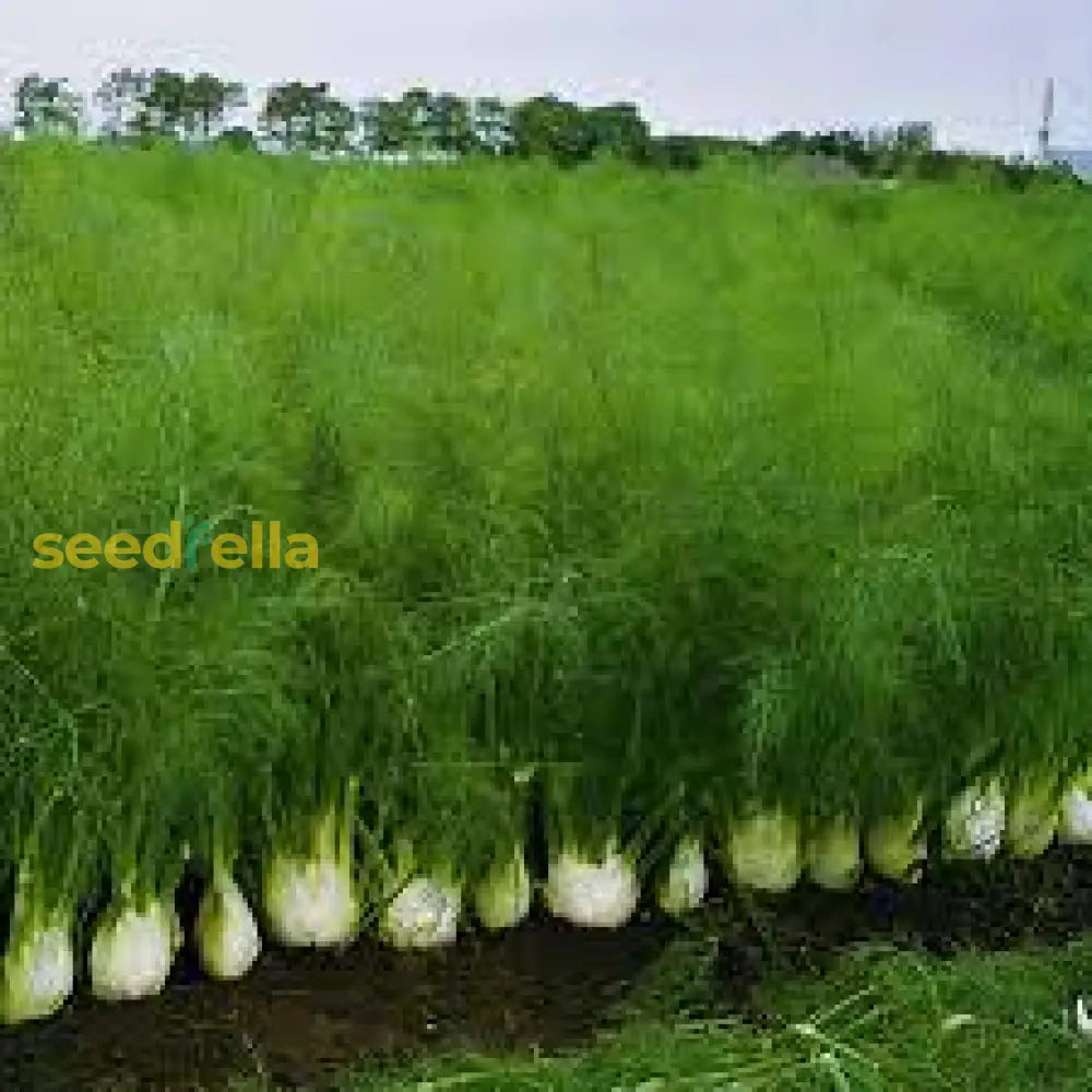 Fennel Vegetable Seeds For Easy Planting Seeds