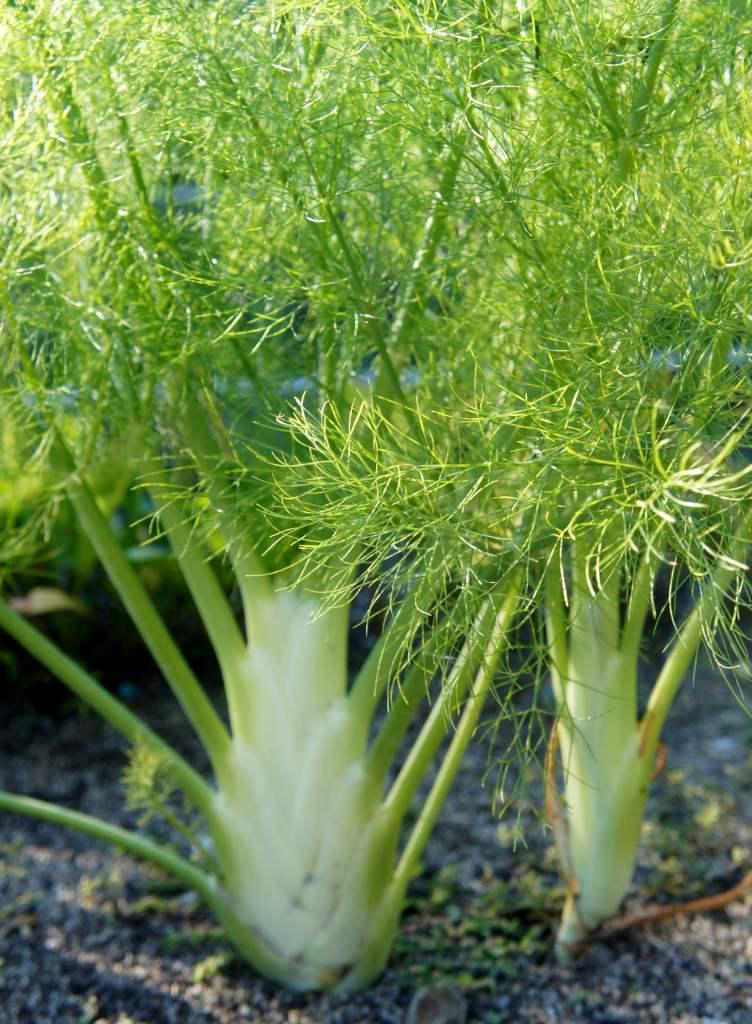 Fennel vegetable seeds for planting