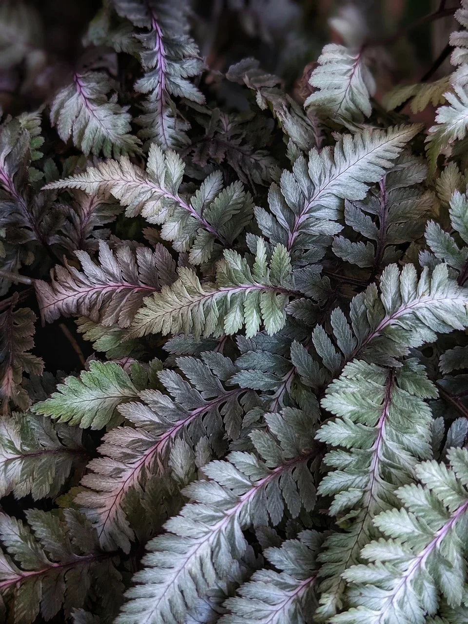 Lush Light Violet Fern Pteridophyta Plant Seeds For Soothing Gardens Seeds