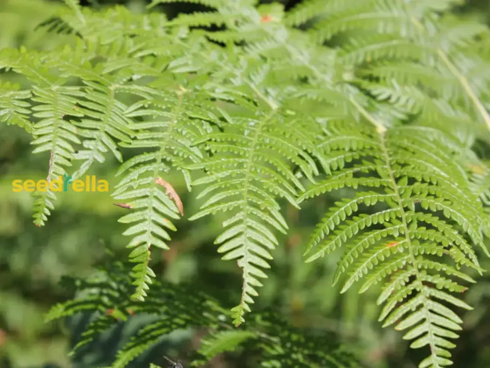 Fern Bracken Seeds For Easy Planting Plant Seeds