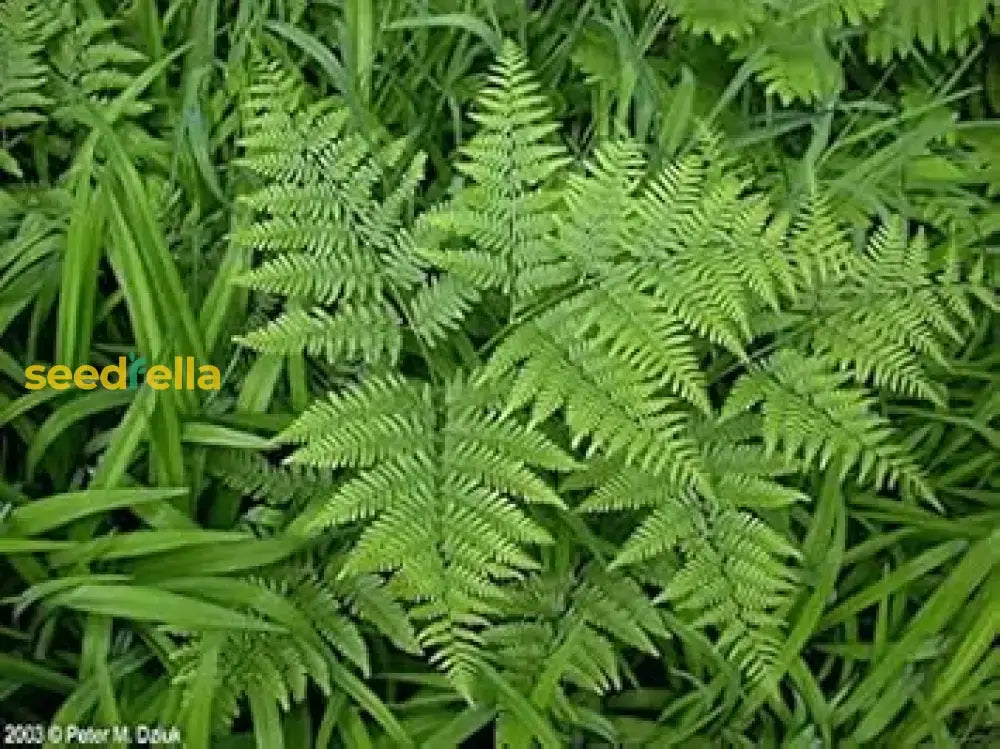 Fern Bracken Seeds For Easy Planting Plant Seeds