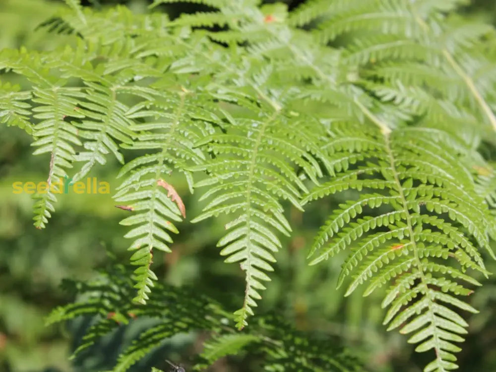 Fern Bracken Seeds For Easy Planting Plant Seeds