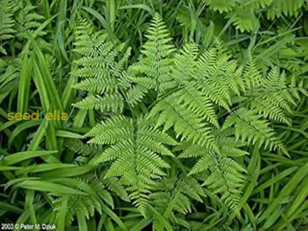 Fern Bracken Seeds For Easy Planting Plant Seeds