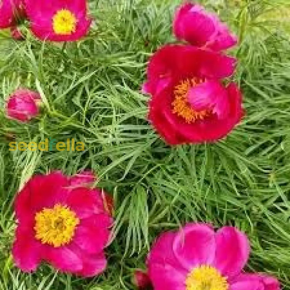 Fern Leaf Peony Pink Seeds For Planting - Elegant Perennial Blooms Flower