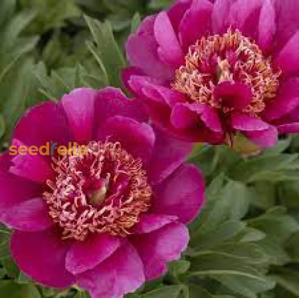 Fern Leaf Peony Pink Seeds For Planting - Elegant Perennial Blooms Flower