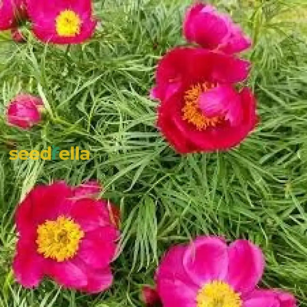 Fern Leaf Peony Pink Seeds For Planting - Elegant Perennial Blooms Flower