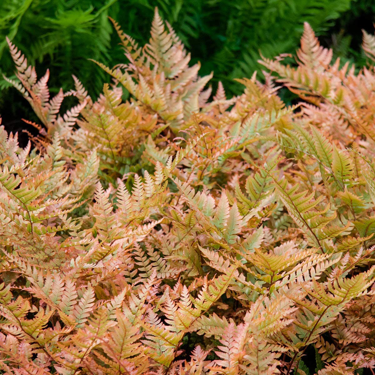 Mixed Colour Fern plants growing in decorative pots