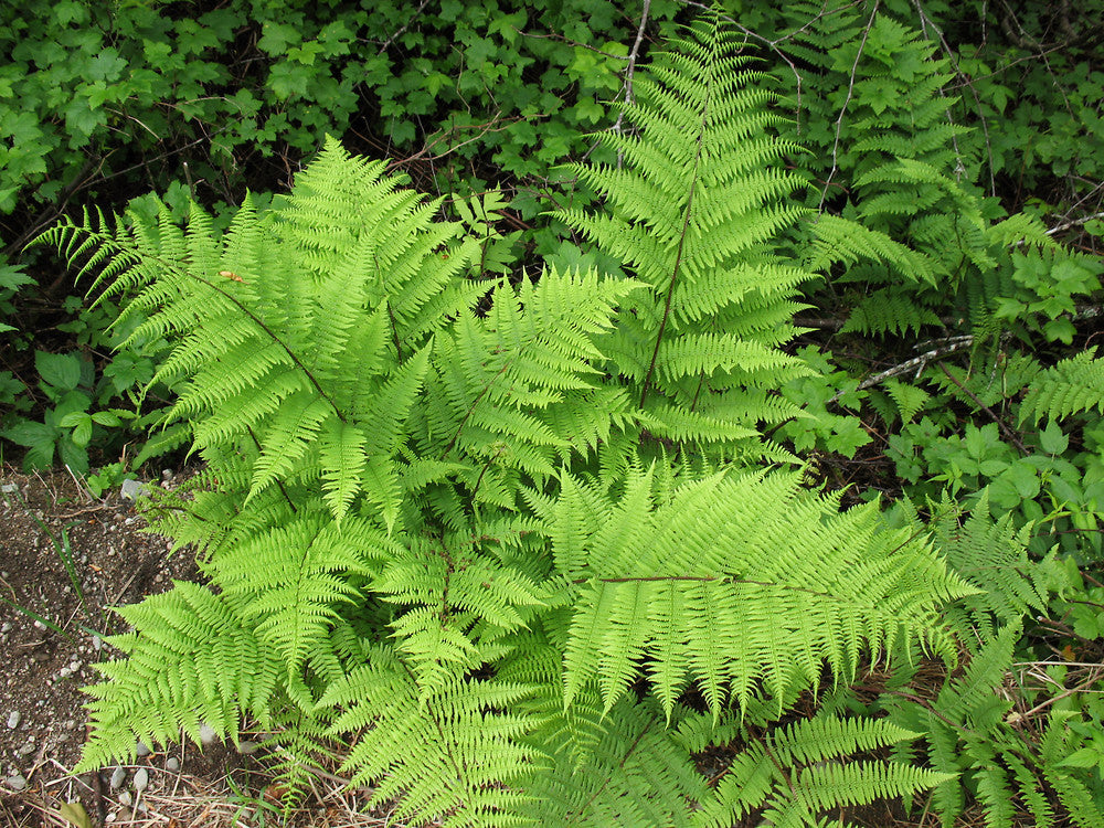 Mixed Colour Ferns thriving in shaded garden areas