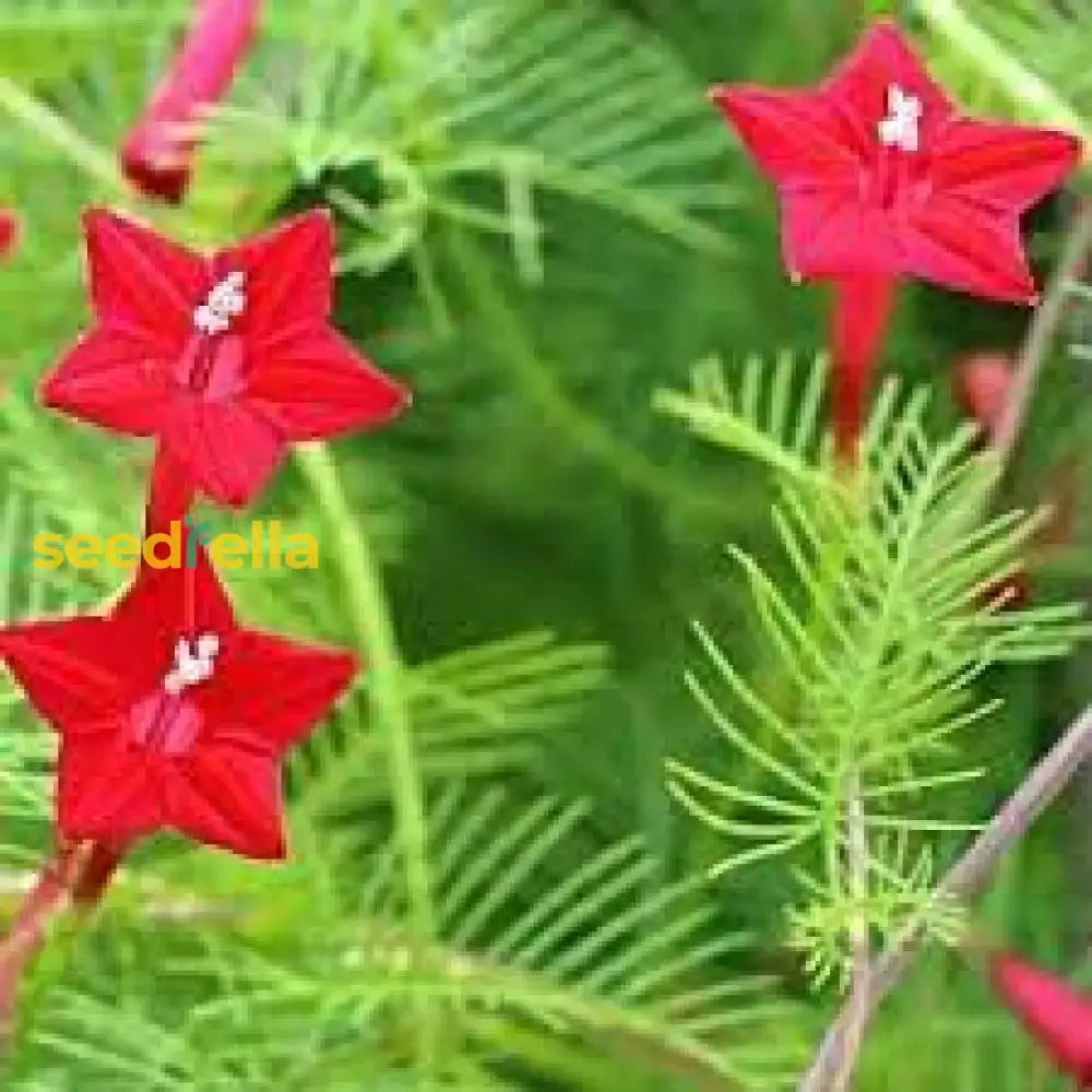 Fern Red Flower Planting Seeds  Vibrant Perennial Flowers For Your Garden