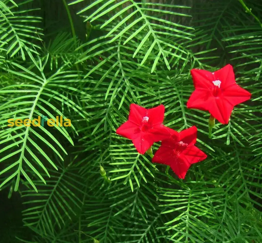 Fern Red Flower Planting Seeds  Vibrant Perennial Flowers For Your Garden